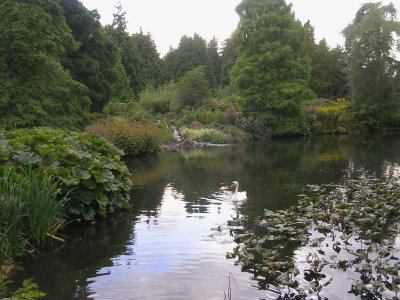 Swan in Bontanic Garden's Pond.